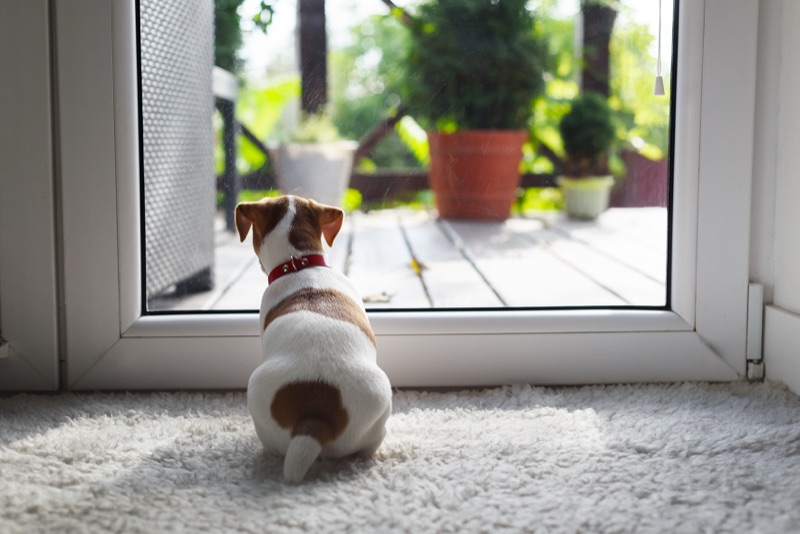 A dog gazing out a window