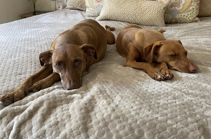 Eva and Leia resting together on a bed