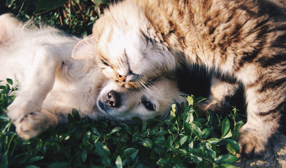 A dog and cat cuddled together in the grass