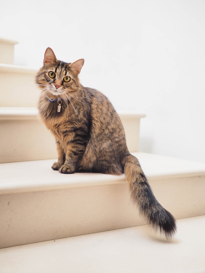A fluffy cat sitting on the staircase at home