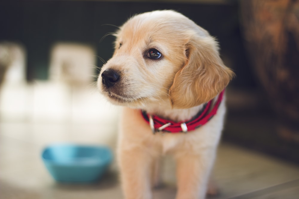 A golden retriever puppy with a red collar exploring its new home