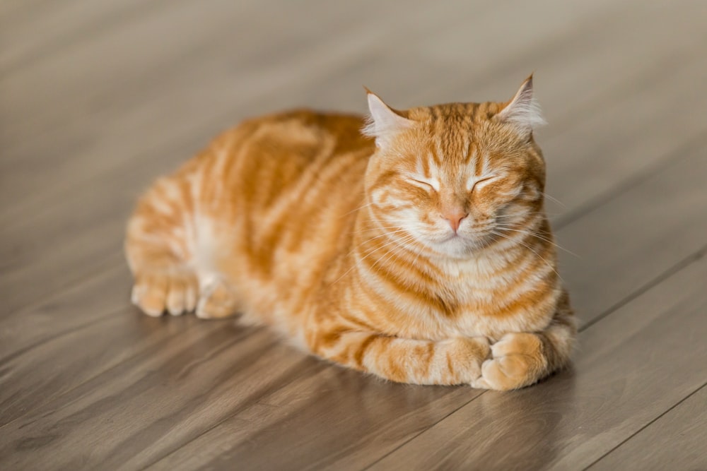 An orange tabby cat dozing contentedly on a sunlit wooden floor