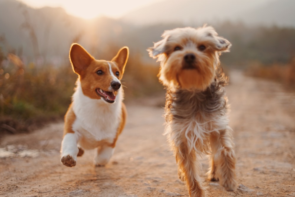Two dogs running down a path at golden hour