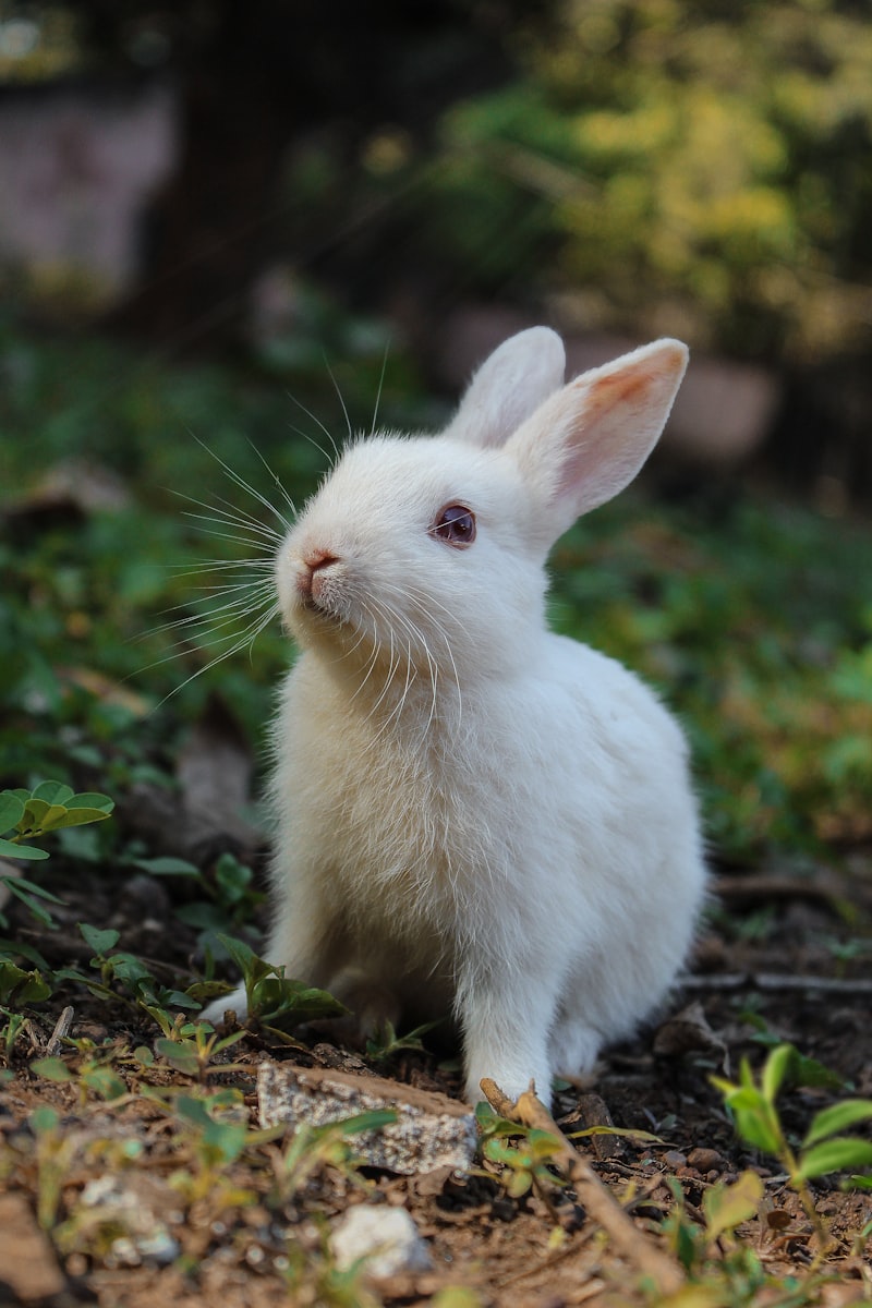 A white rabbit sitting in the garden