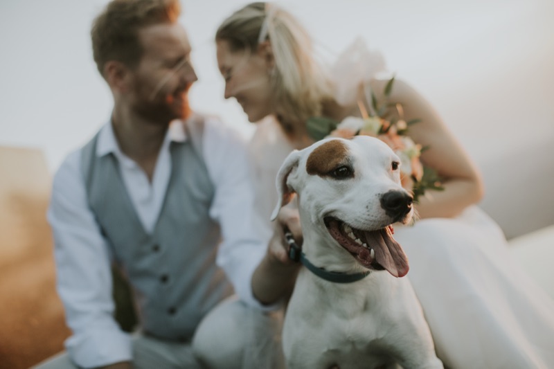 A couple with their dog during their wedding-day celebration